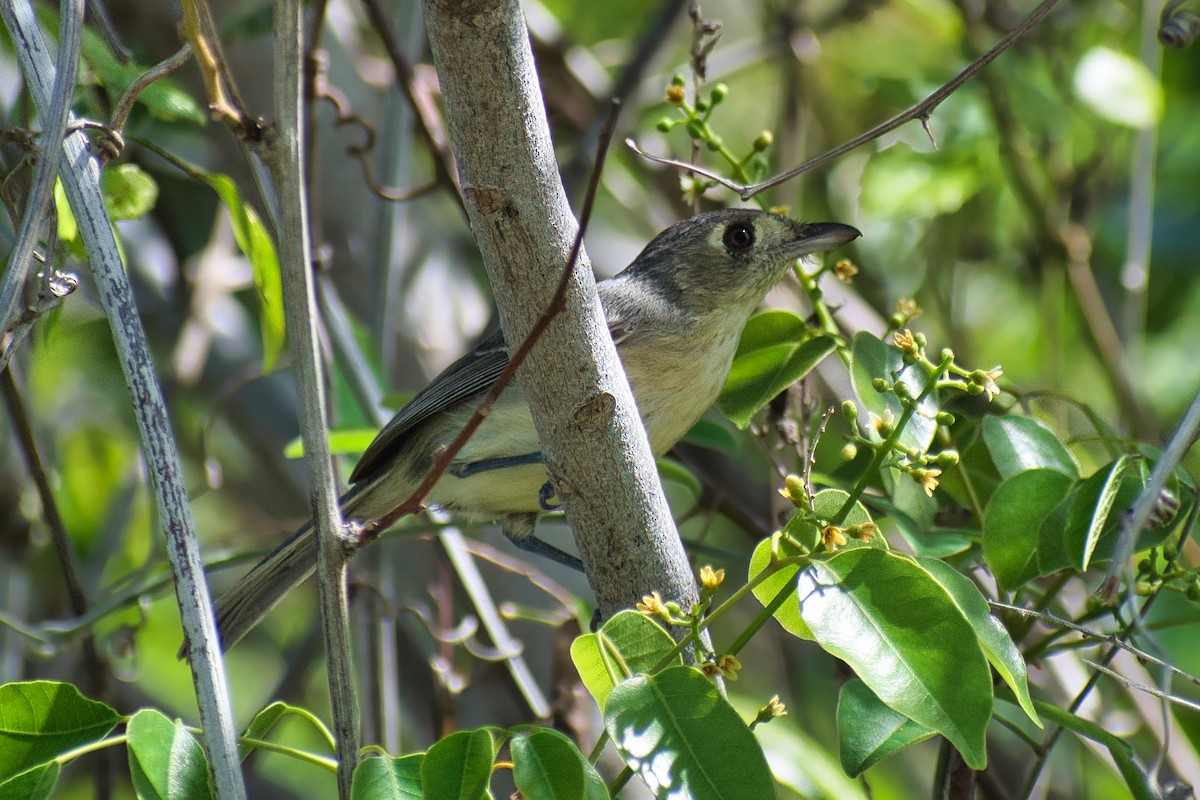 Cuban Vireo - ML647110891