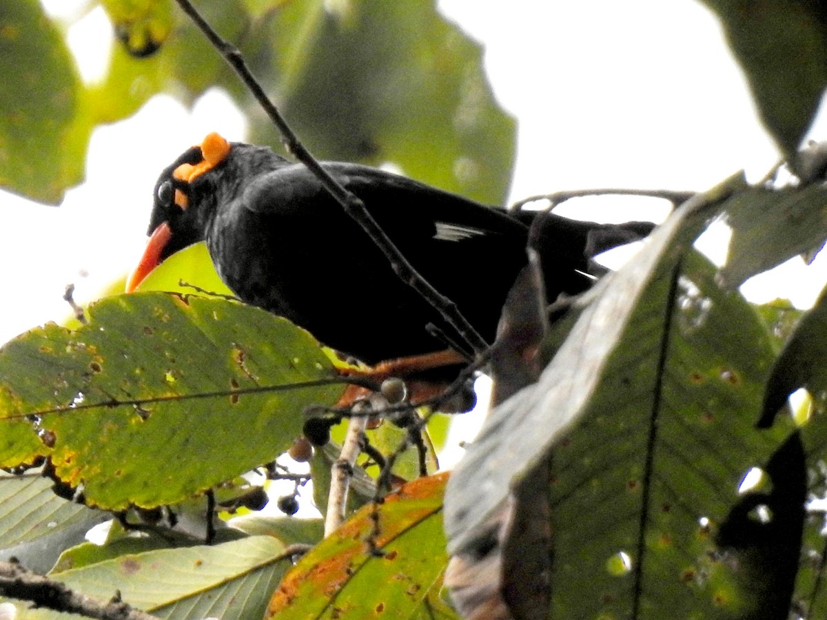 loskuták jižní - ML647110892