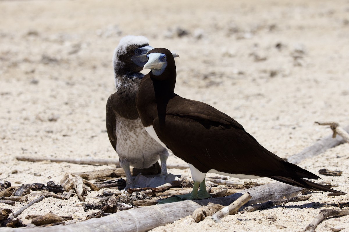 Brown Booby - ML647110894