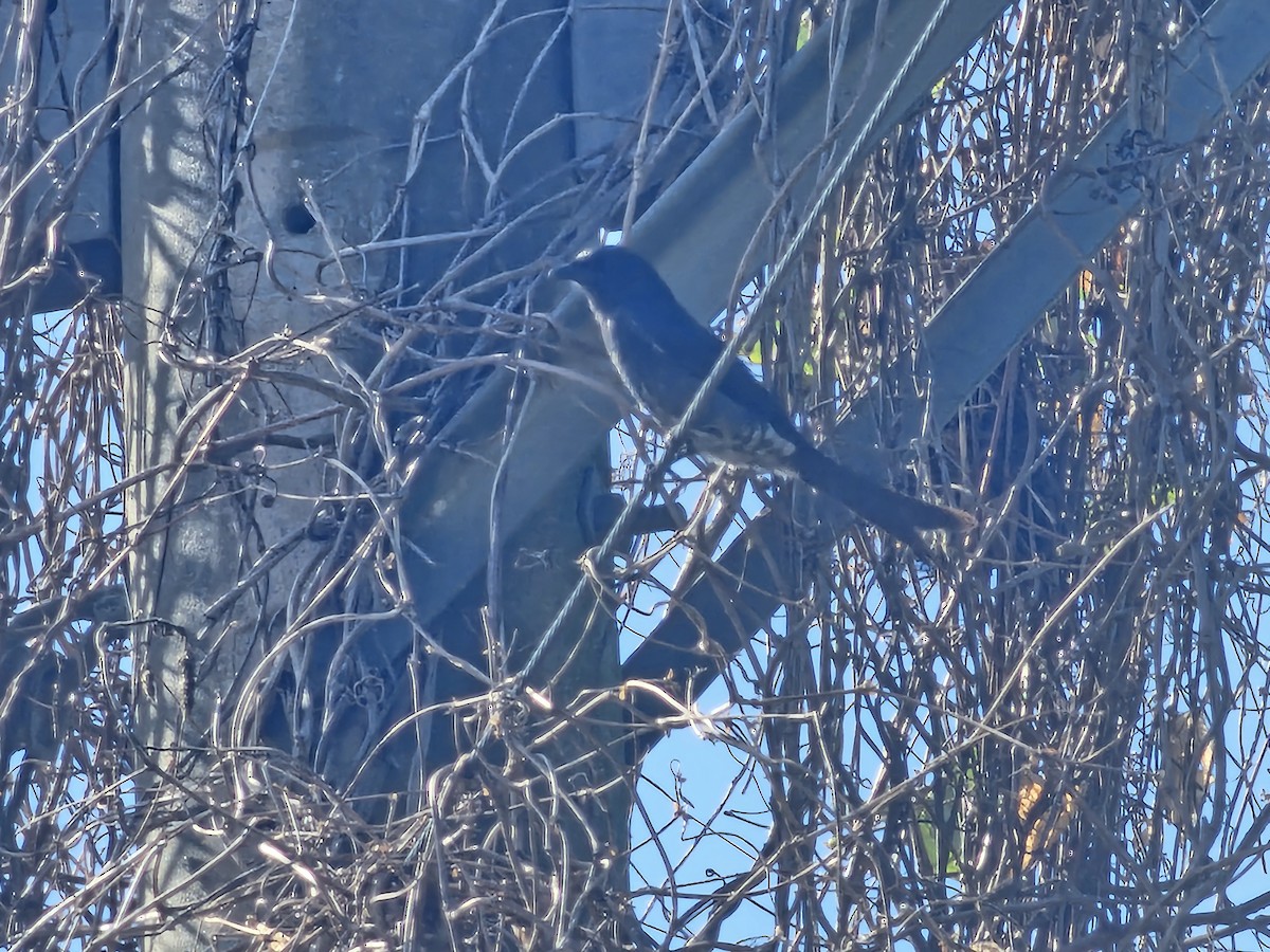 Black Drongo - ML647110895