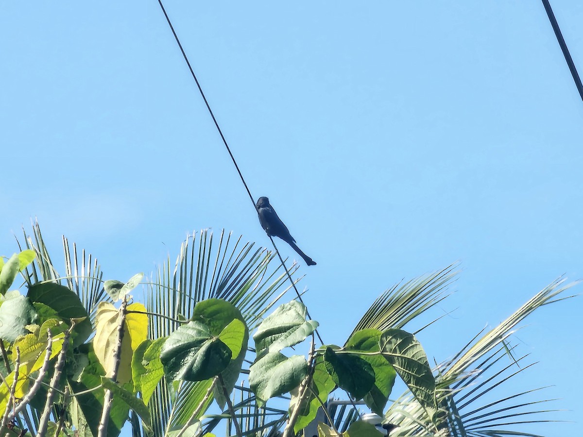 Black Drongo - ML647110896