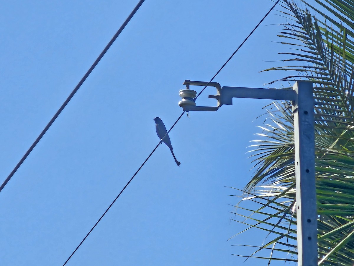 Black Drongo - ML647110897