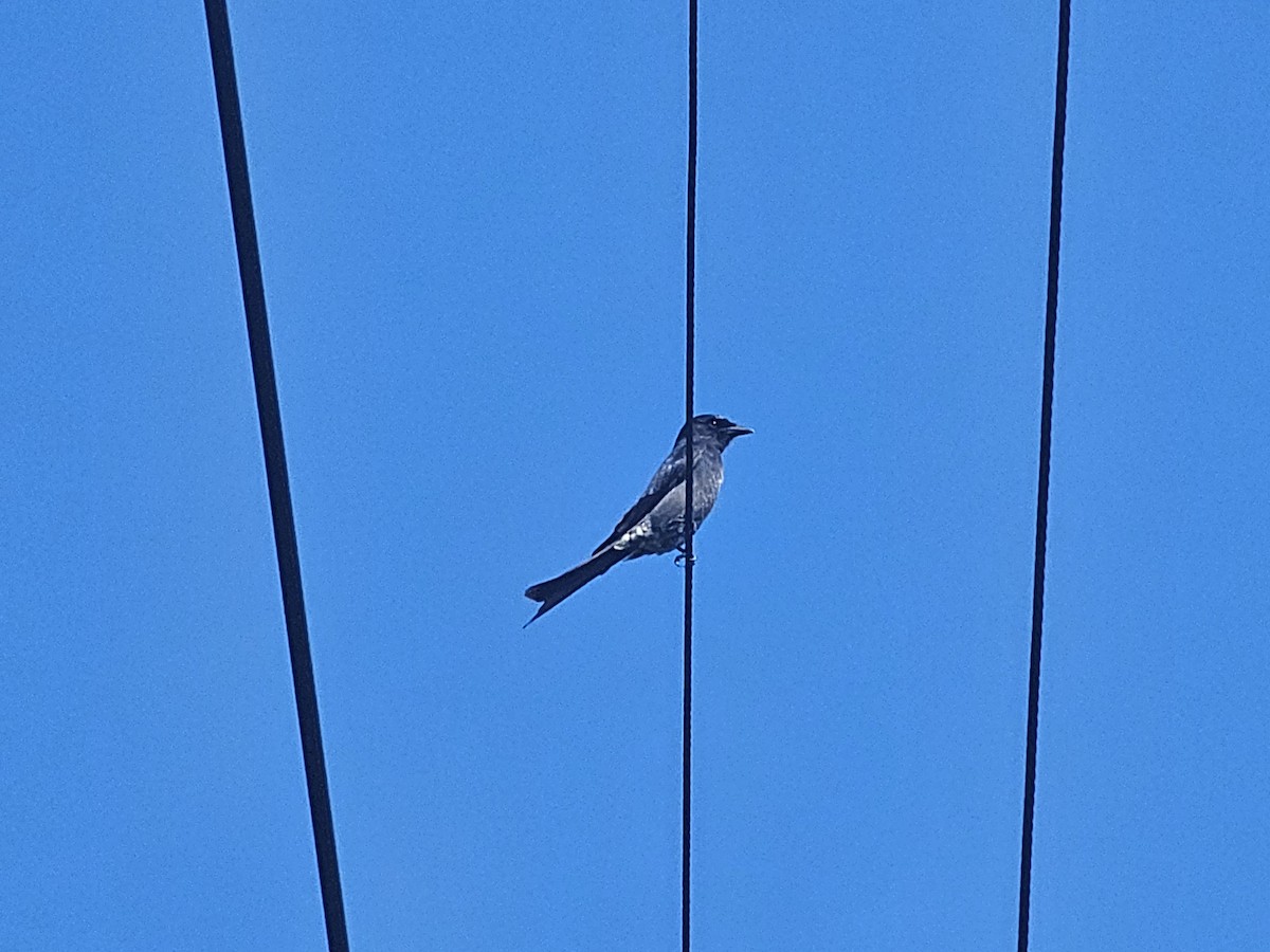 Black Drongo - ML647110898