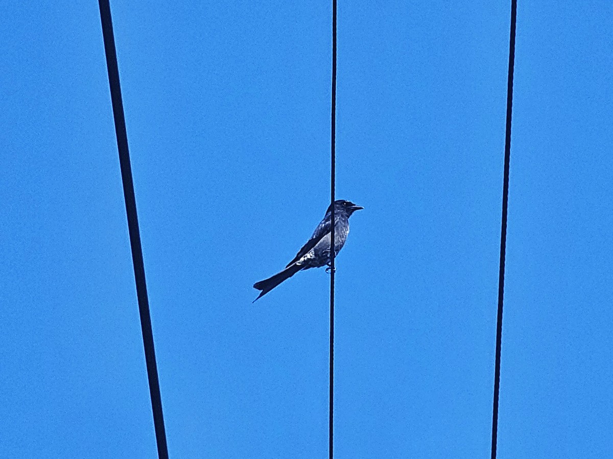 Black Drongo - ML647110900