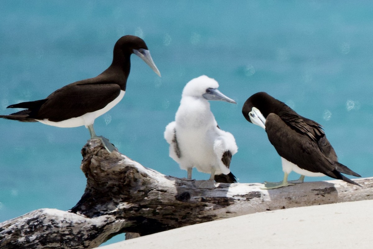 Brown Booby - ML647110901