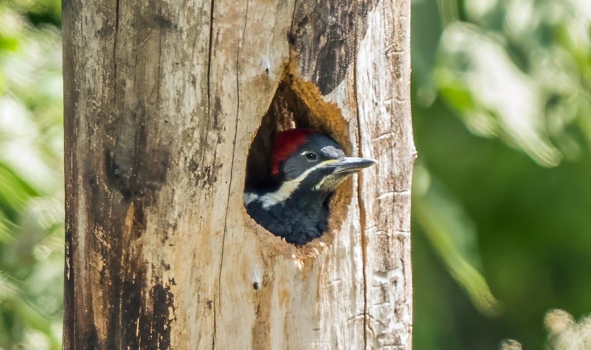Crimson-crested Woodpecker - ML647110903