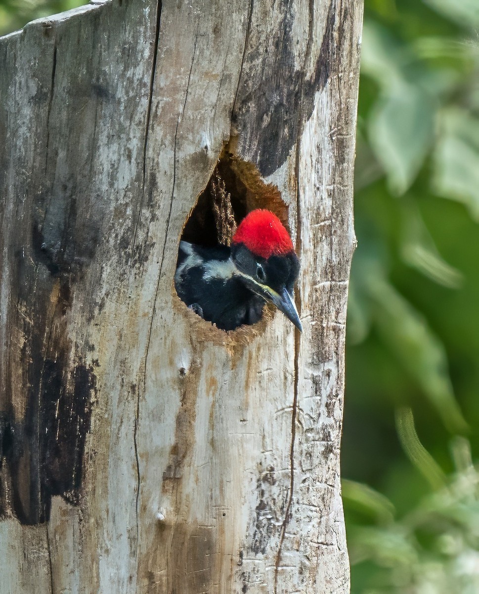 Crimson-crested Woodpecker - ML647110904