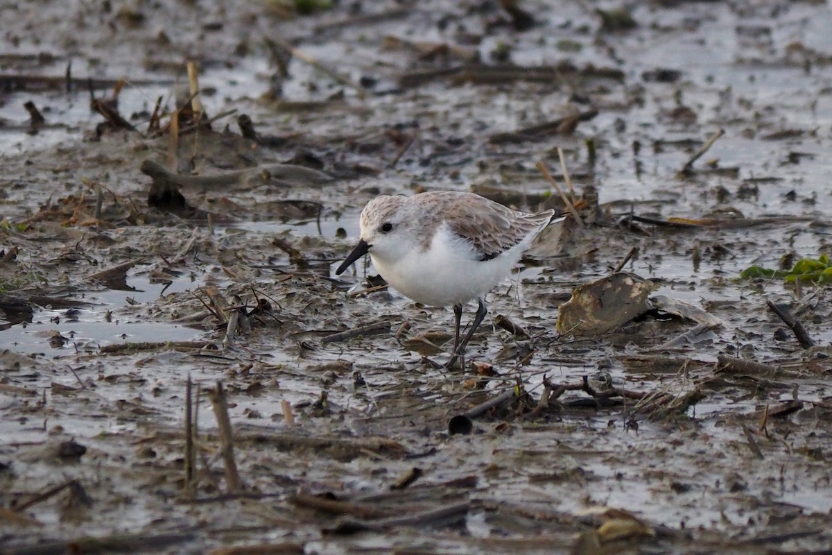 Ak Kumkuşu - ML647110912