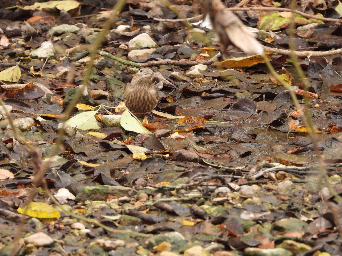 House Finch - ML647110913
