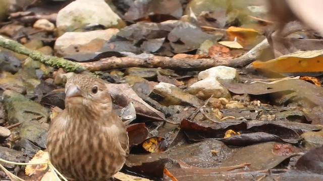 House Finch - ML647110914