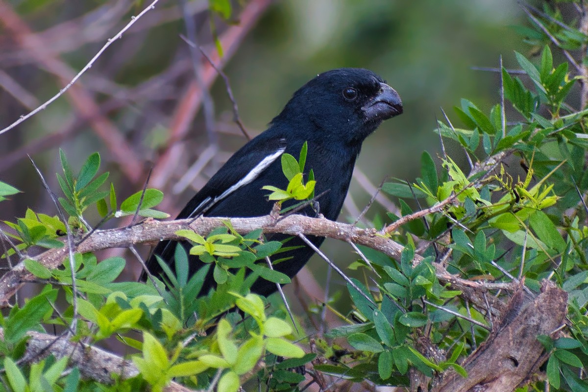 Cuban Bullfinch - ML647110915