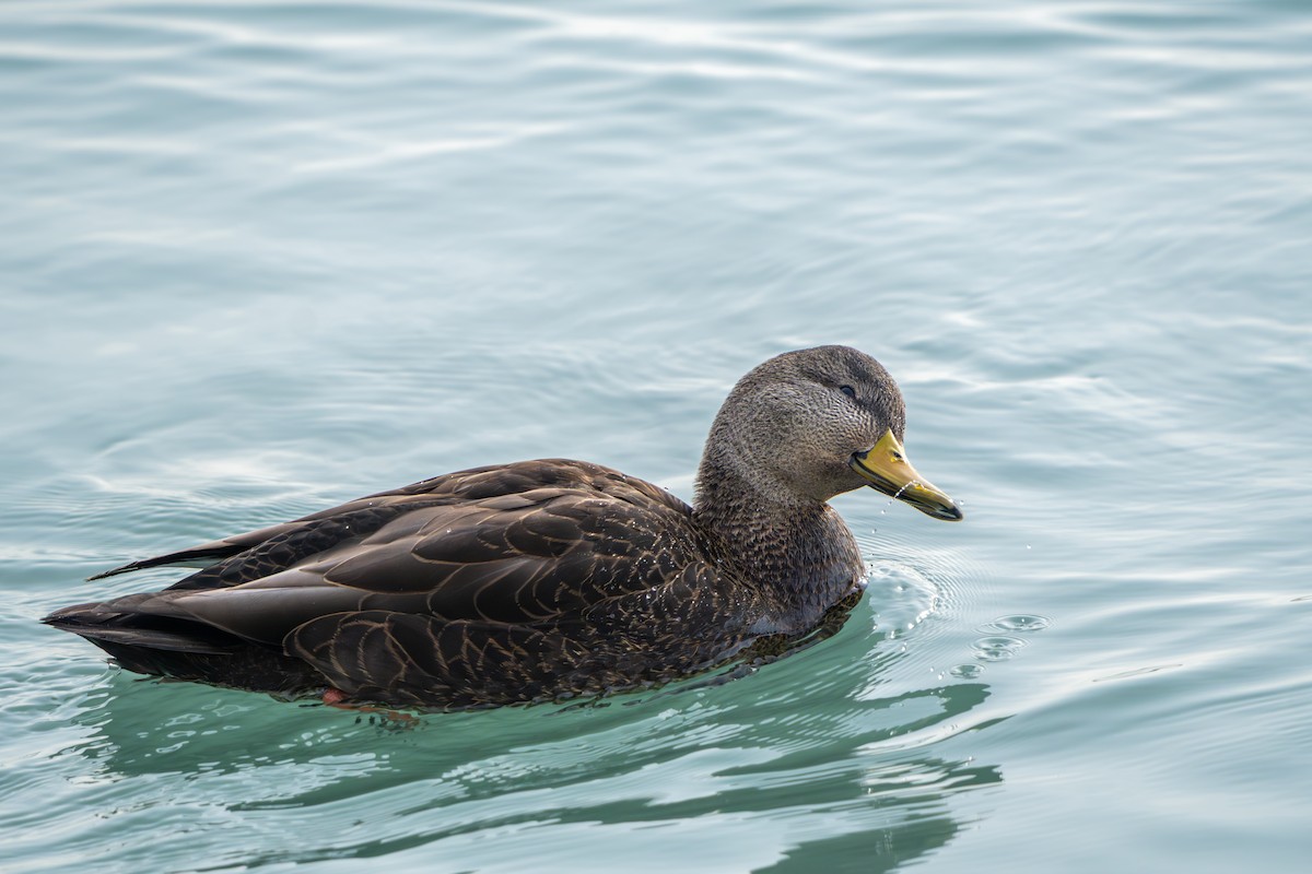 American Black Duck - ML647110919