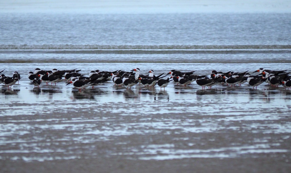 Black Skimmer - ML647110930