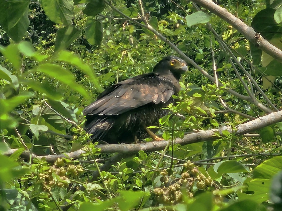 Culebrera Chiíla - ML647110936