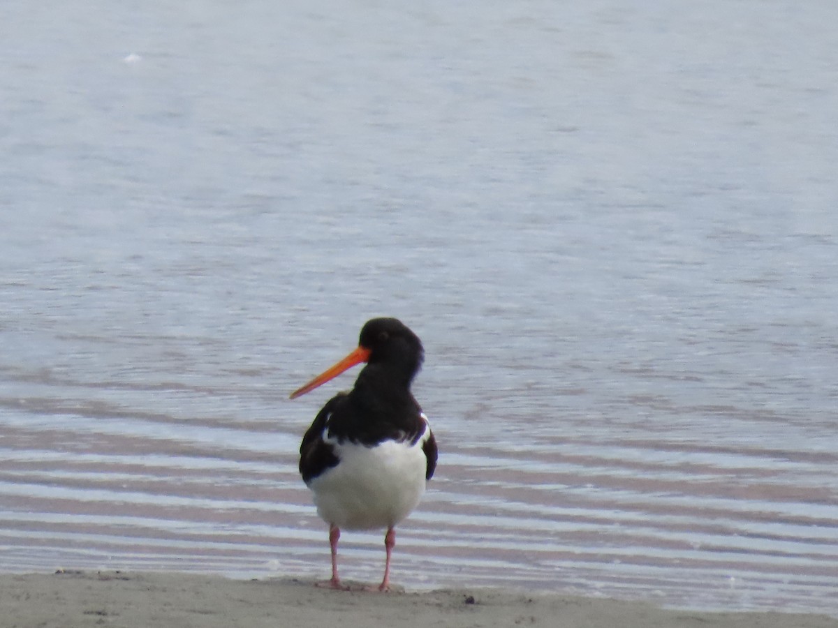 South Island Oystercatcher - ML647110940