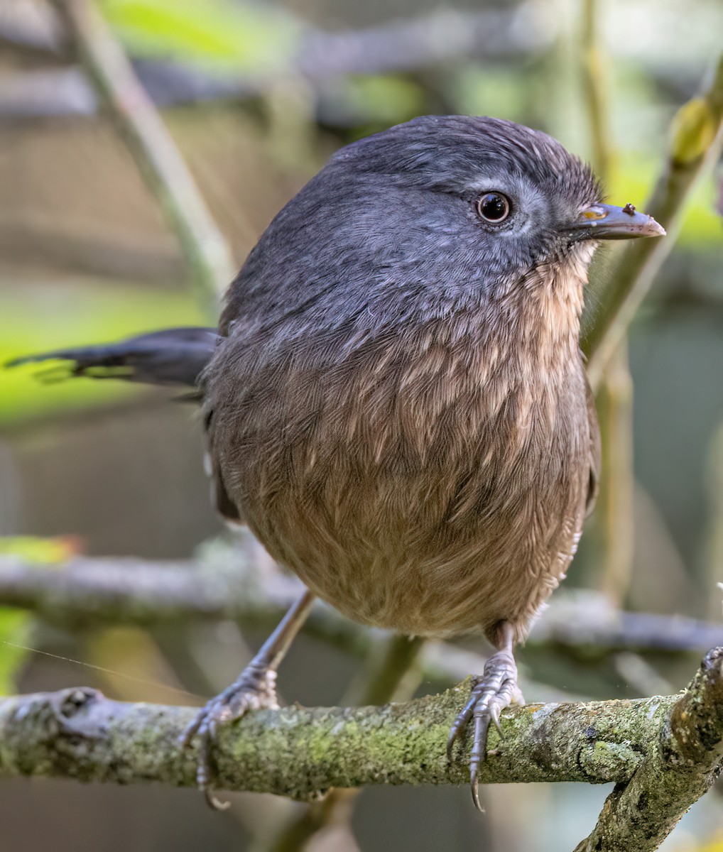 Wrentit - ML647110942
