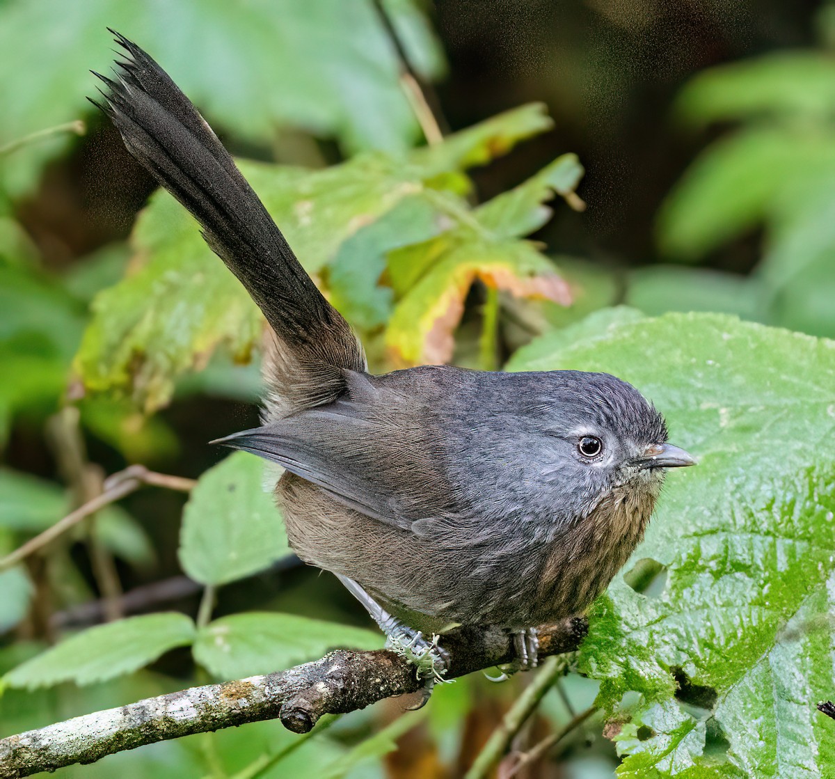 Wrentit - ML647110943