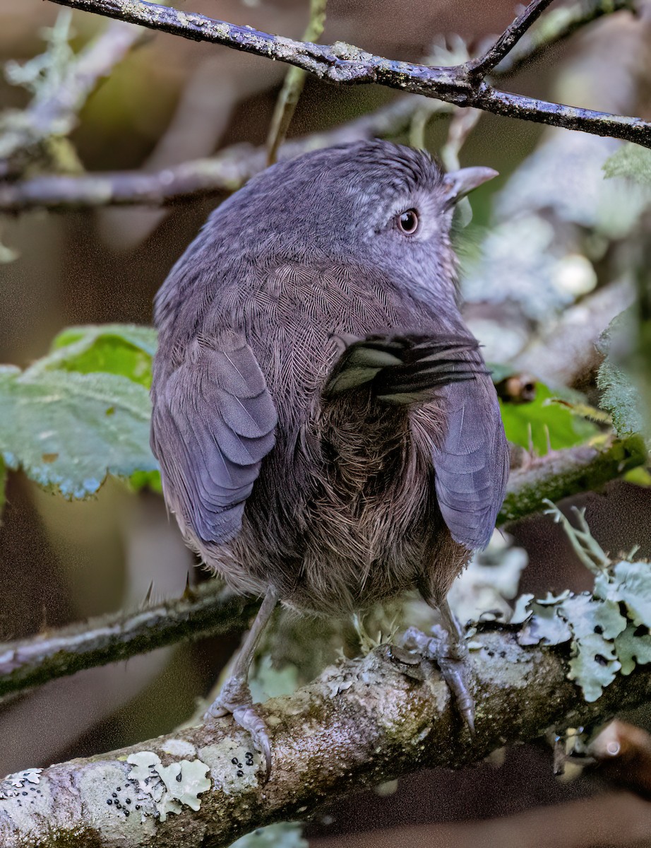 Wrentit - ML647110944