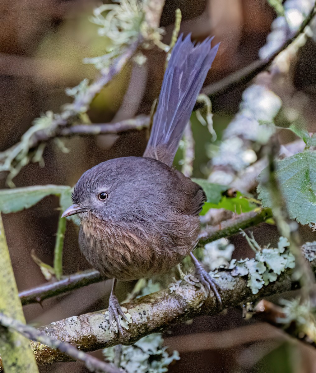 Wrentit - ML647110945