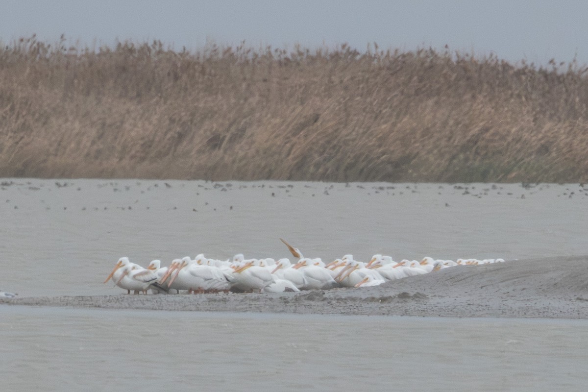 Pélican d'Amérique - ML647110946