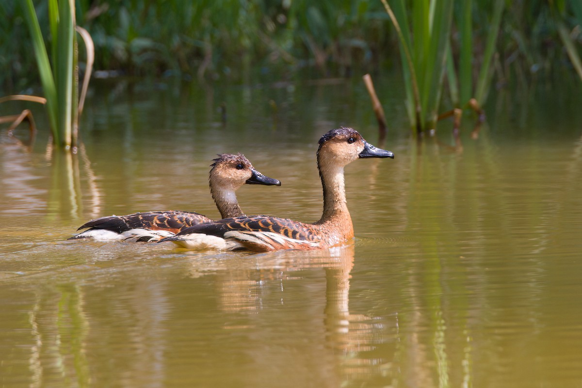 Dendrocygne à lunules - ML647110951