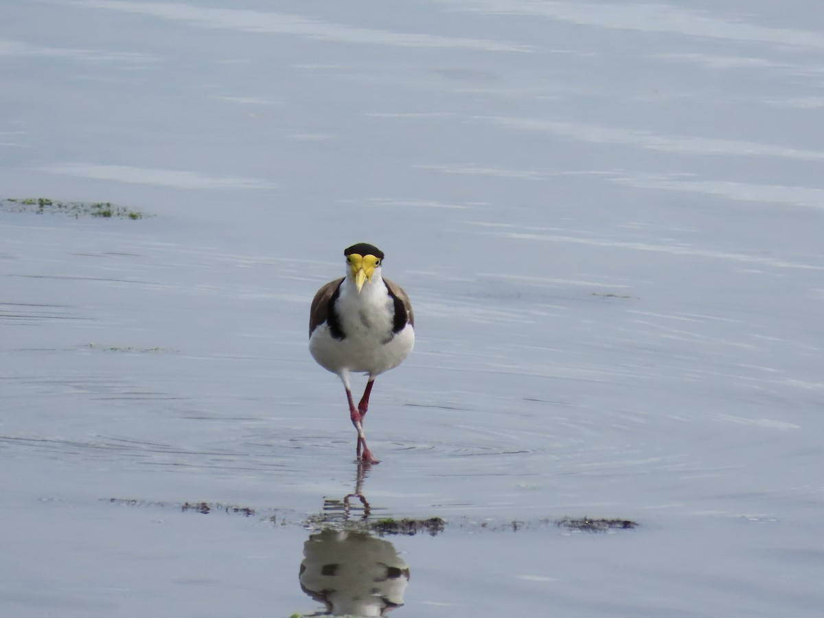 Masked Lapwing - ML647110957
