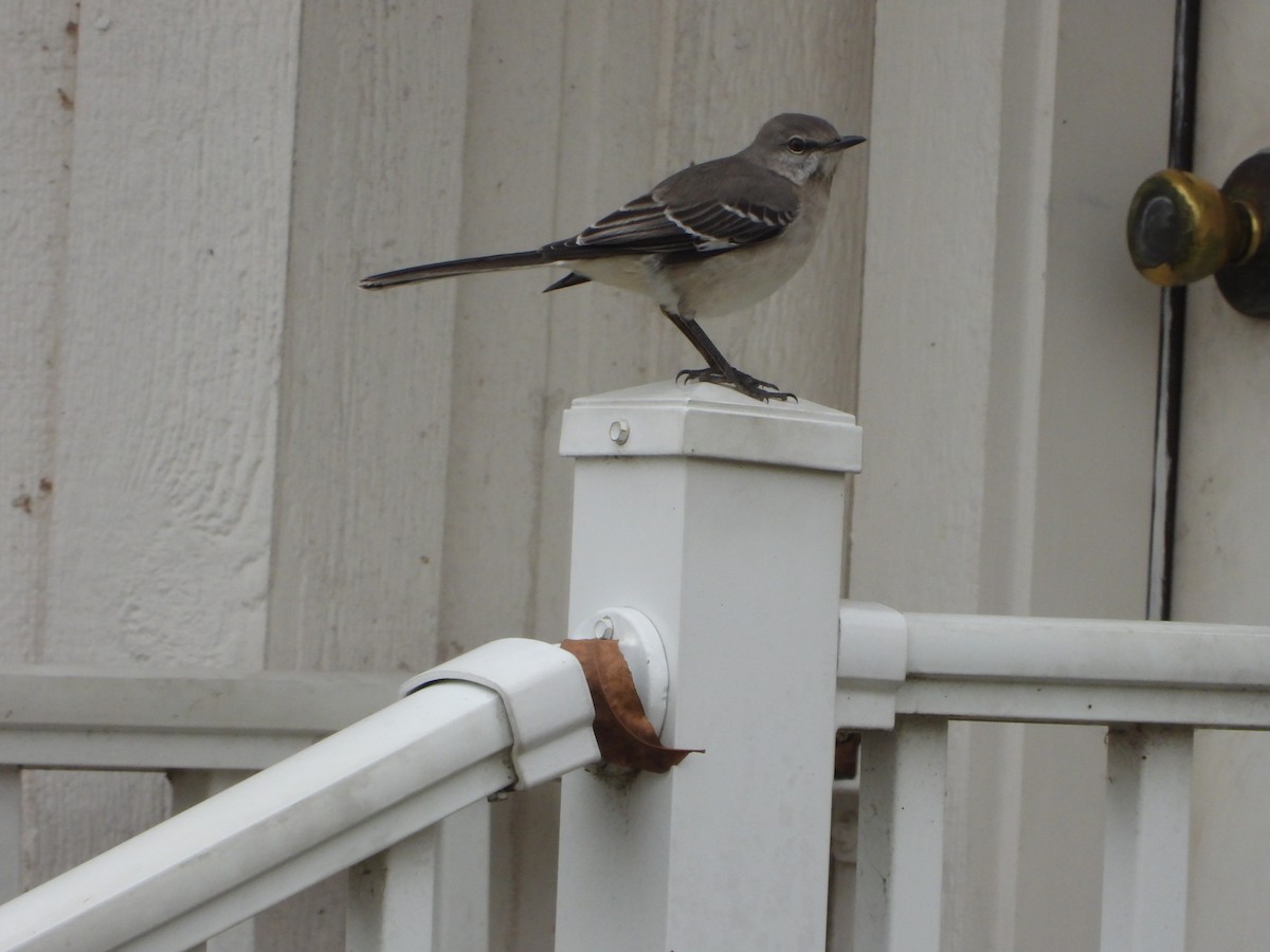 חקיינית צפונית - ML647110975