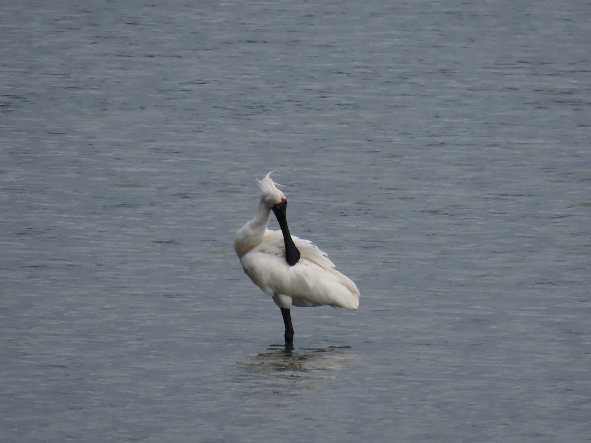 Royal Spoonbill - ML647110976