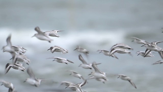 Песчанка - ML647110991