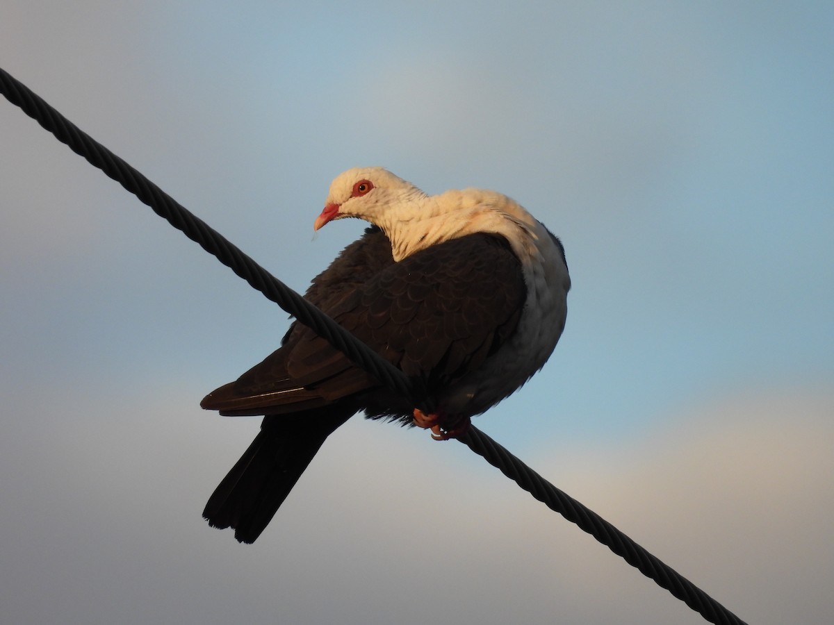 シロガシラカラスバト - ML647110996