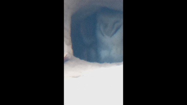 American Barn Owl - ML647111007