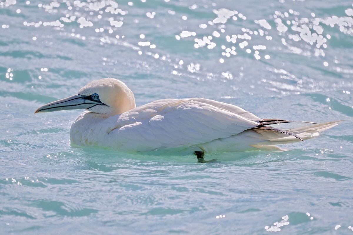 Alcatraz Atlántico - ML647111010