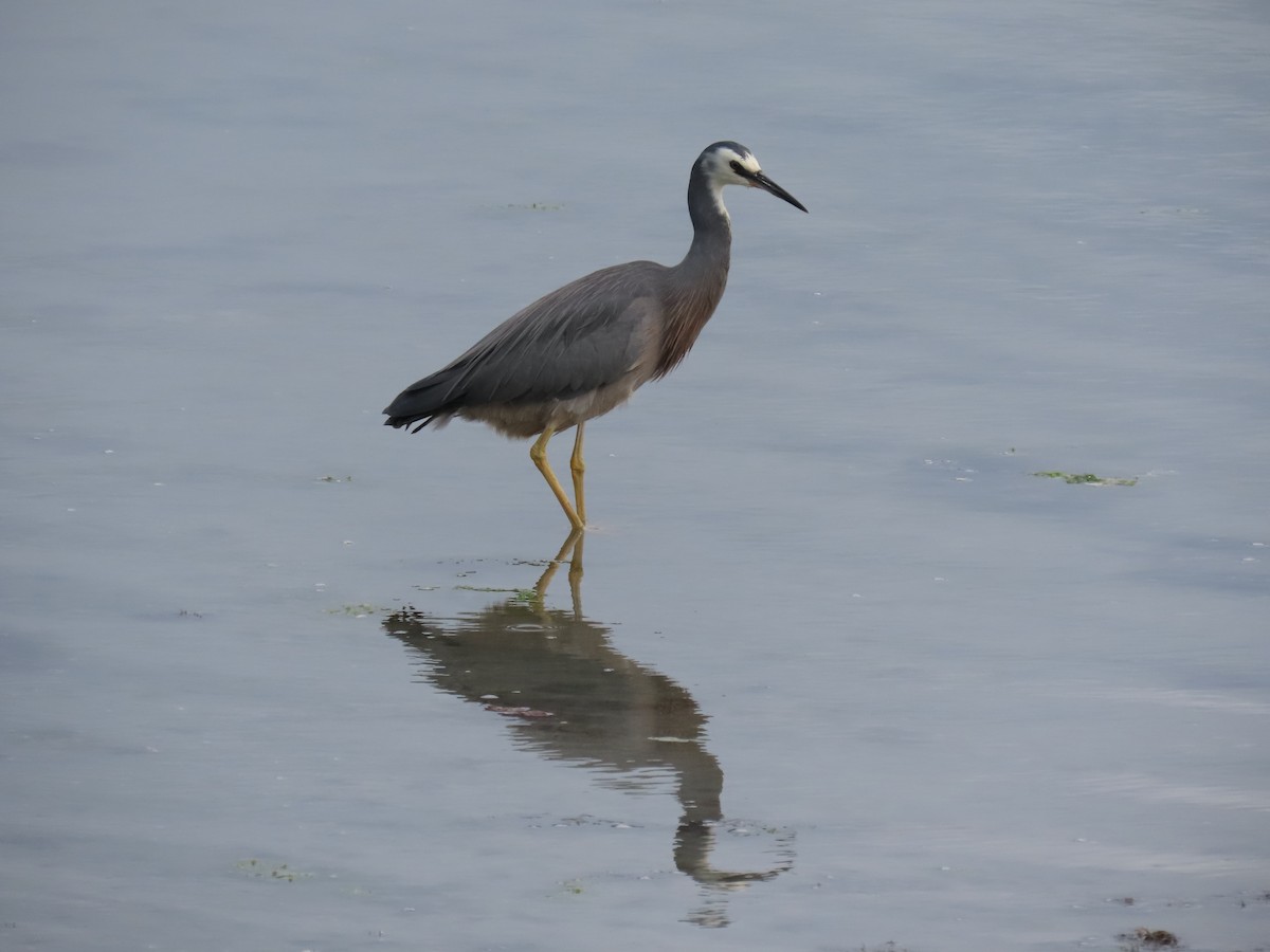 White-faced Heron - ML647111011