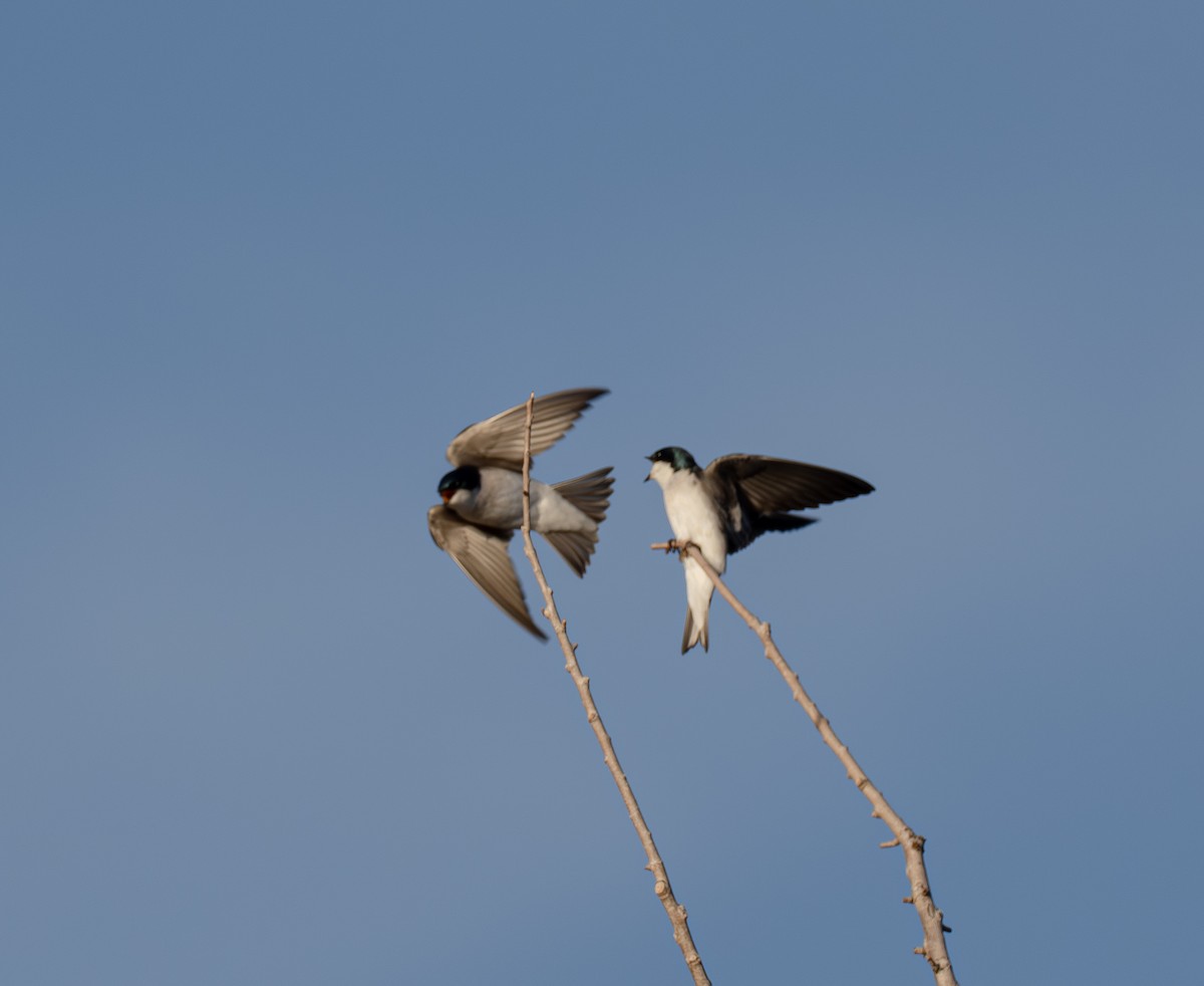 Sumpfschwalbe - ML647111022