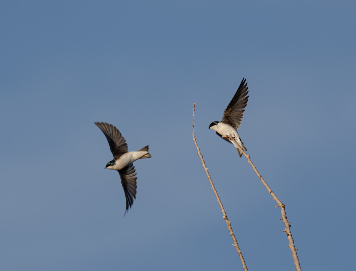 Sumpfschwalbe - ML647111023