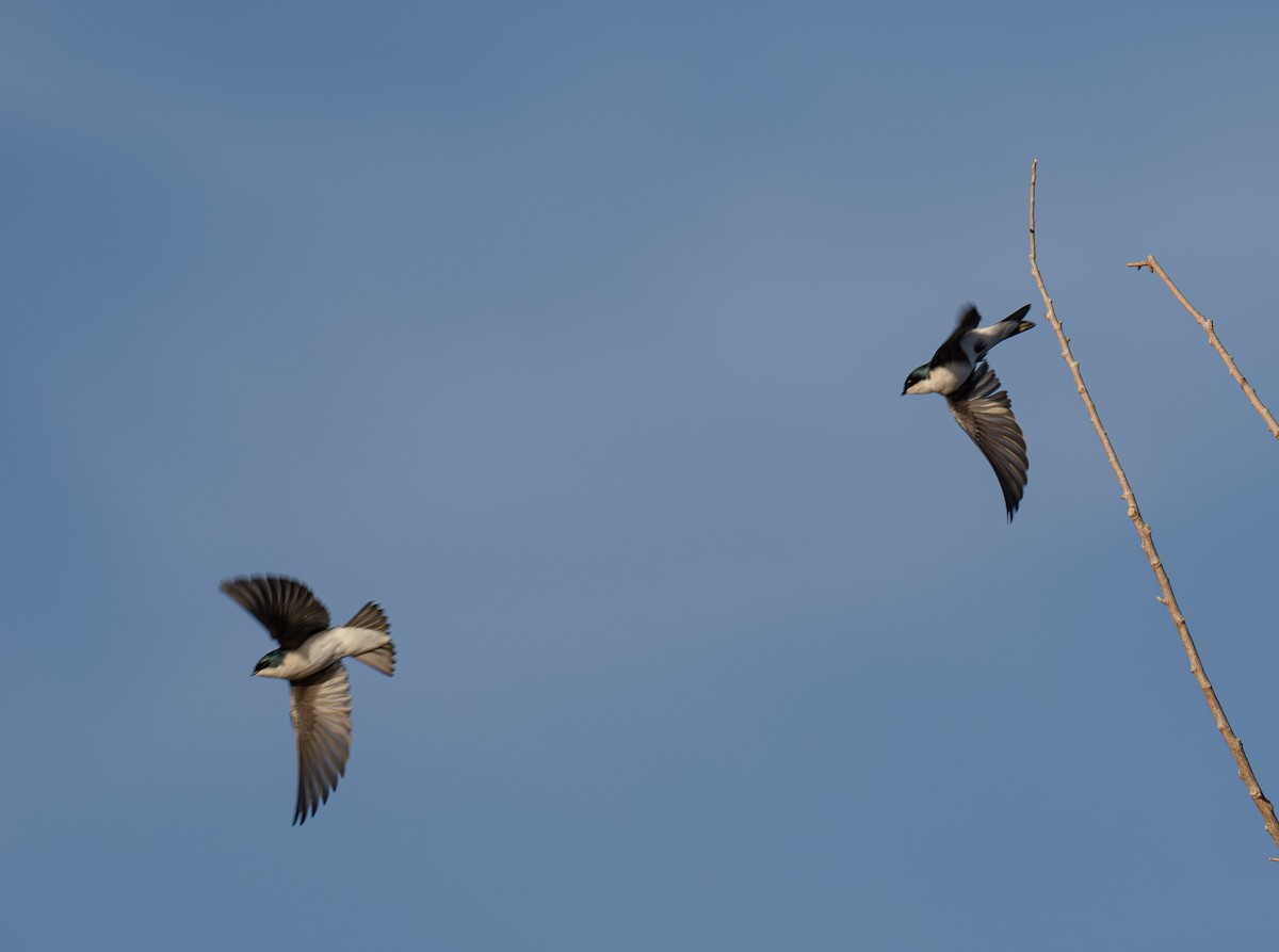 Sumpfschwalbe - ML647111024