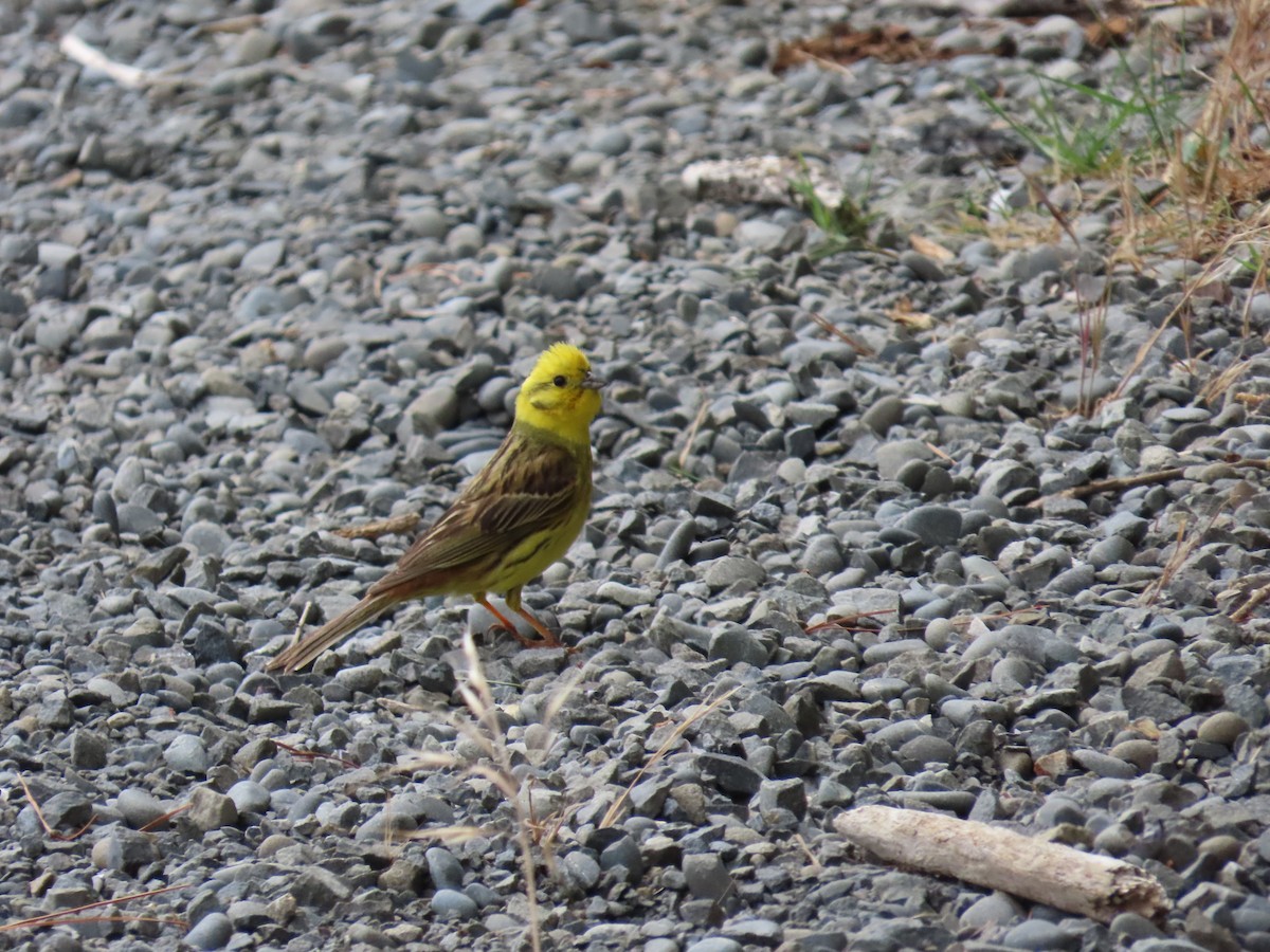 Yellowhammer - ML647111025