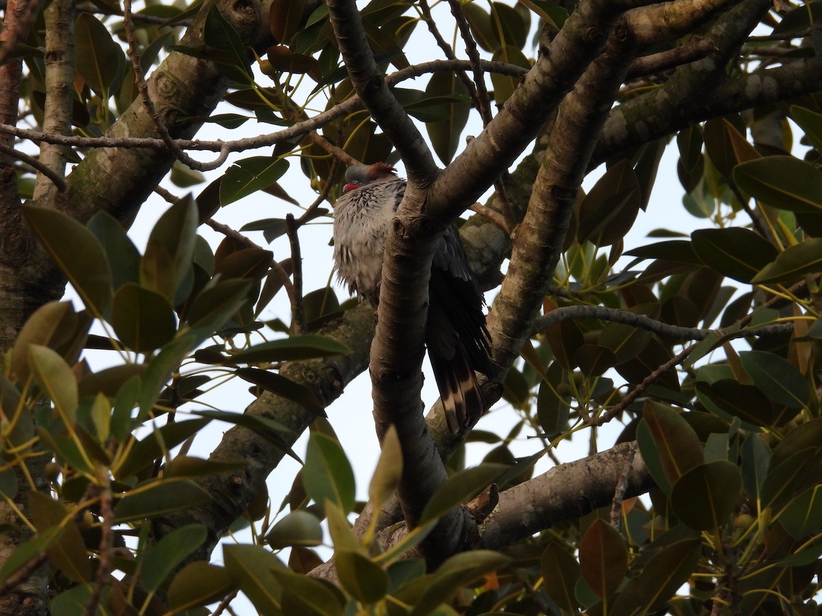 Haubenfruchttaube - ML647111026