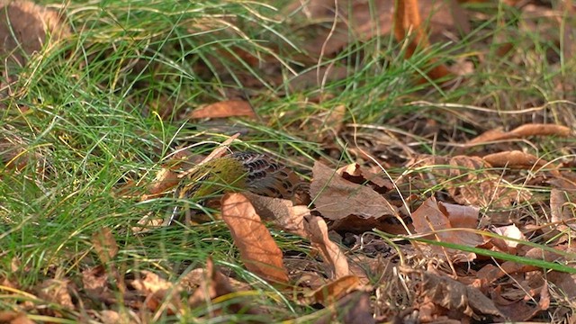 Рыжекрылая овсянка-барсучок - ML647111027