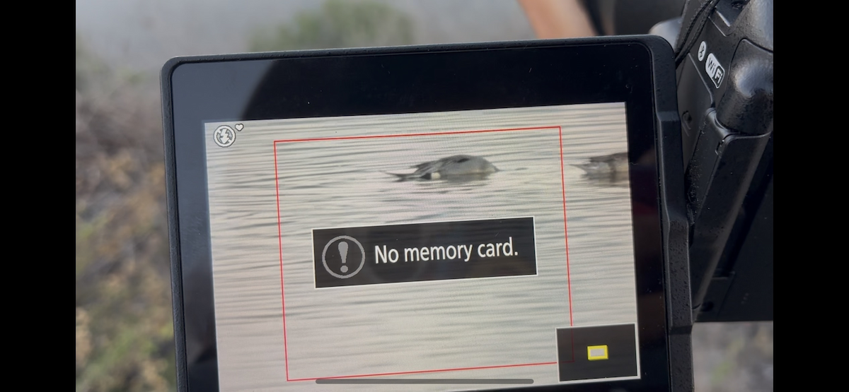 Northern Pintail - ML647111033