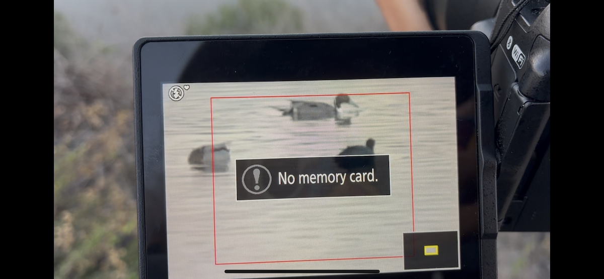 Northern Pintail - ML647111034