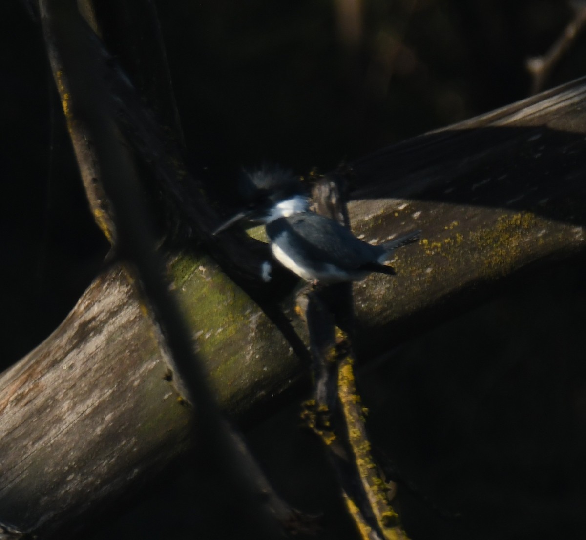 שלדג אמריקני - ML647111035