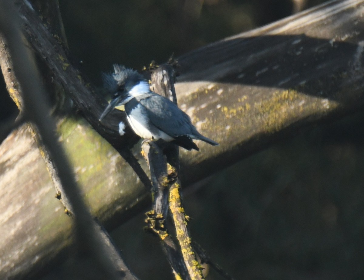 שלדג אמריקני - ML647111036