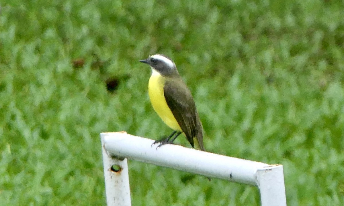 Social Flycatcher - ML647111038