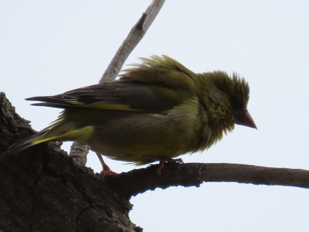 European Greenfinch - ML647111040