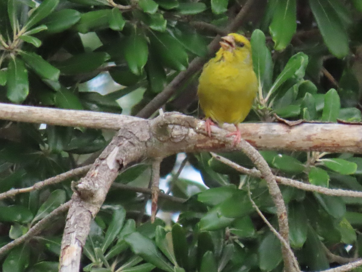 European Greenfinch - ML647111041
