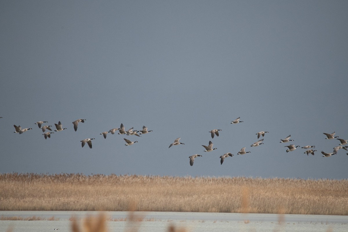 Bernache du Canada - ML647111042