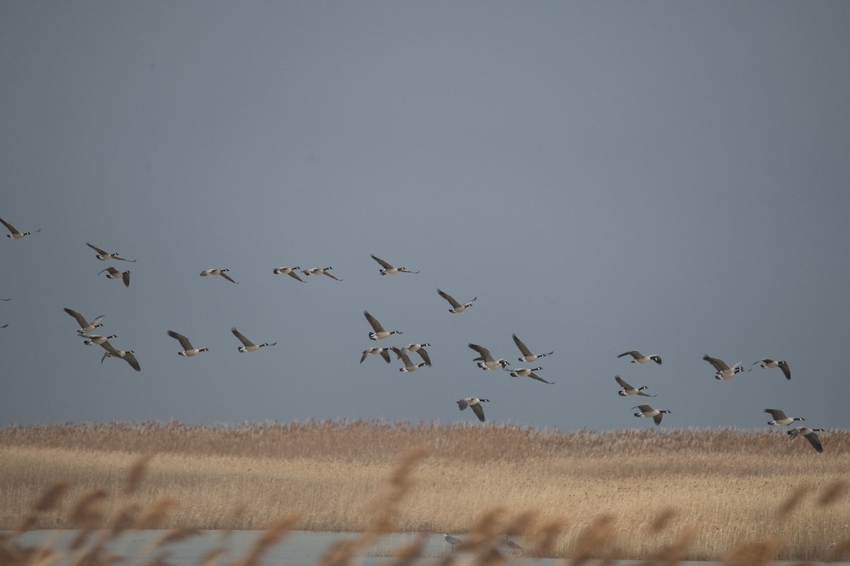 Bernache du Canada - ML647111043