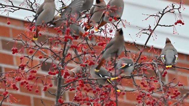 Свиристель - ML647111044