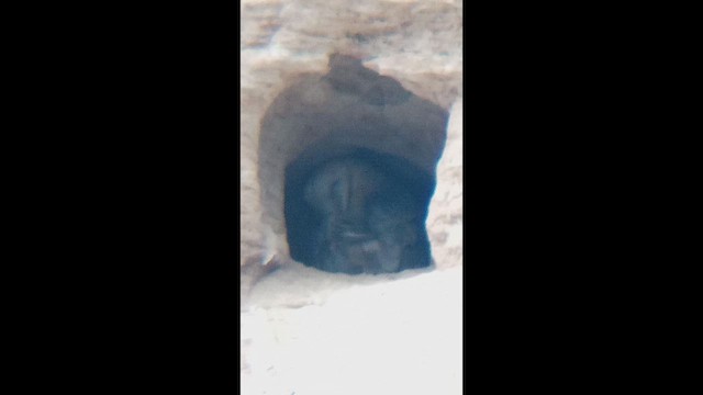 American Barn Owl - ML647111049